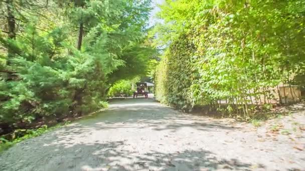 Vintage Samochód Jazdy Ścieżce Parku Wiosna Drzewa Krzewy Zielone Słońce — Wideo stockowe