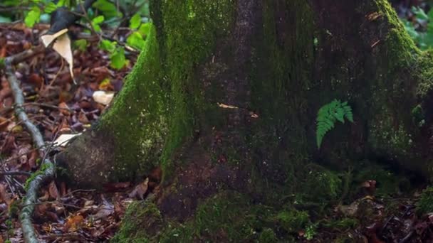 Forester Powoli Rozdrabnia Pień Drzewa Świerkowego Pomocą Wyjątkowo Ostrych Toporek — Wideo stockowe