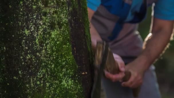 Elder Lumberjack Scraping Moss Growing Spruce Tree Trunk Lumberjack Preparing — Stock Video