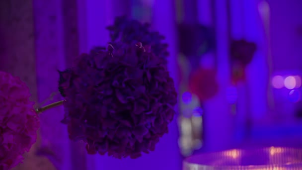 Häpnadsväckande Stora Lila Blommor Upplyst Med Blått Ljus Som Skapar — Stockvideo