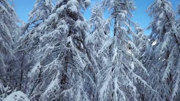 Beautiful White Spruces Landscape Somewhere Swiss Alps Sky Blue Clear — Stock Video