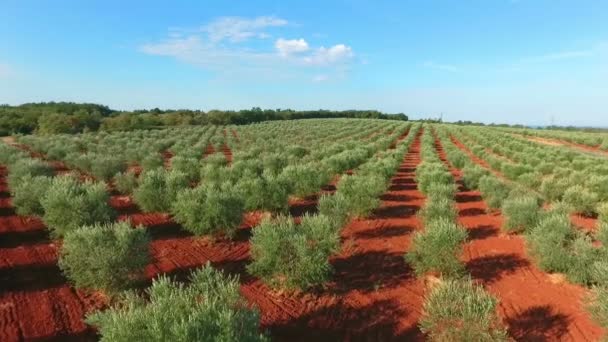 Symetrisch Gepflanzte Olivenbäume — Stockvideo