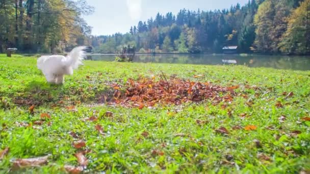 一只小狗在草地的另一边跑来跑去 天气很暖和 阳光明媚 — 图库视频影像