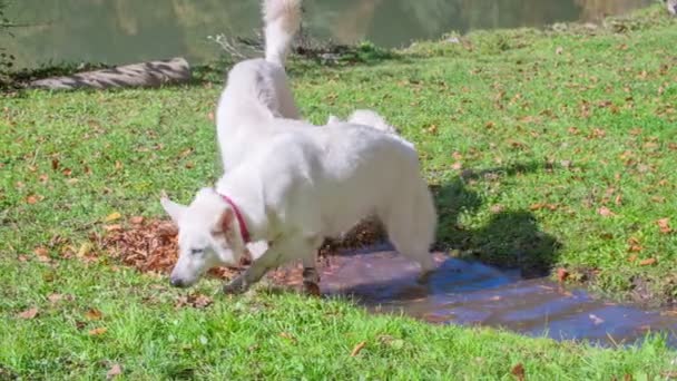 Три Великолепных Белых Пса Играют Луже Улице Прекрасный День — стоковое видео