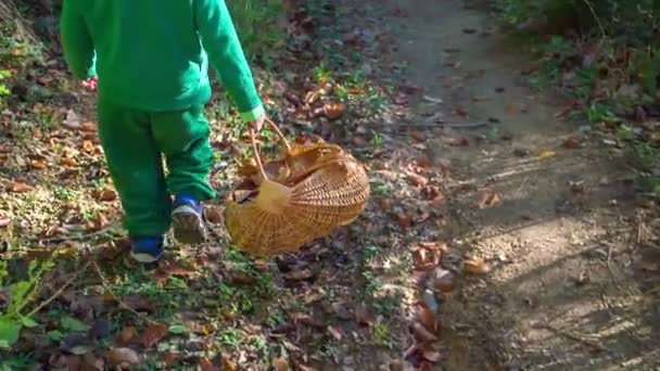 Filmati Adorabile Bambino Che Trascorre Del Tempo Nella Foresta Autunnale — Video Stock