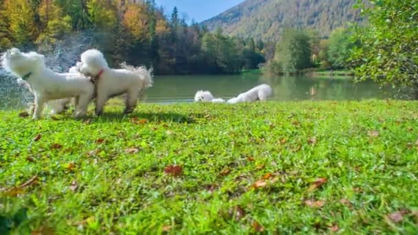 Psy Bawiły Się Wodzie Teraz One Potrząsając Wodą Miły Słoneczny — Wideo stockowe