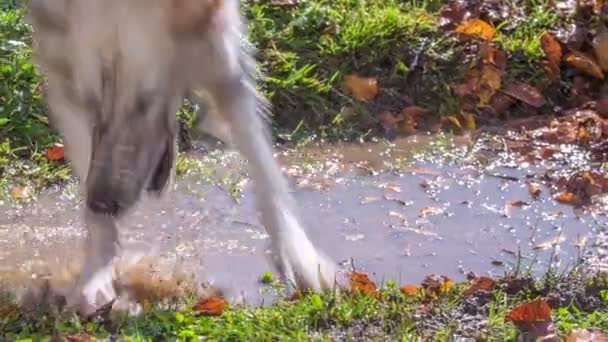 Dois Cães Brancos Saltam Para Uma Pequena Poça Suja Para — Vídeo de Stock