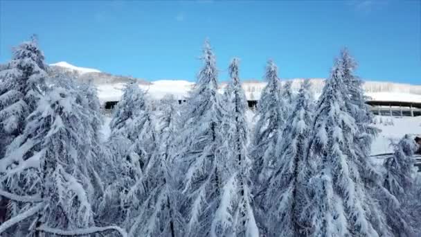 木々はみな雪で覆われている 山の中は冬だその日は晴れている — ストック動画