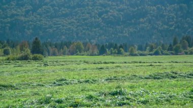 Yeni kesilmiş bir çim enseler halinde düzenlenmiştir. Gün sıcak ve güneşli.