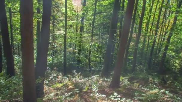 Riprese Una Bellissima Foresta All Inizio Dell Autunno — Video Stock