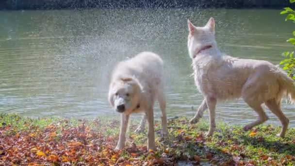 第一只 另一只狗正在摇水 他们湿了 在湖里玩 — 图库视频影像
