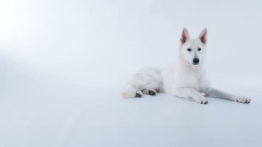 Güzel beyaz bir köpek yerde yatıyor..