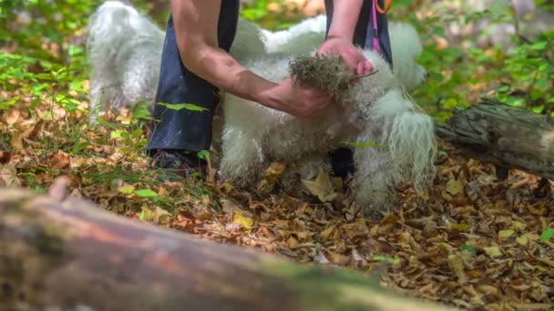 Mężczyzna Czyści Białemu Psu Włosy Kiedy Biegał Lesie Razem Innymi — Wideo stockowe