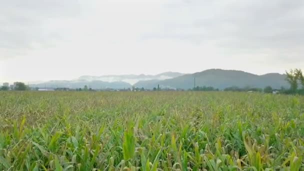 Grande Campo Milho Natureza Muito Verde Durante Esta Época Ano — Vídeo de Stock