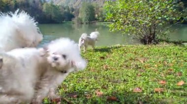 Beyaz köpekler şakacıdır ve gölün kenarındaki çimlerde koşuştururlar..