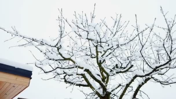 Lots Snow Tree Branches Winter Time — Stock Video