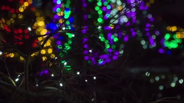 Wunderschöne Bäume Geschmückt Mit Farbenfrohen Lichtern Zauberhaften Winterlichen Abend — Stockvideo