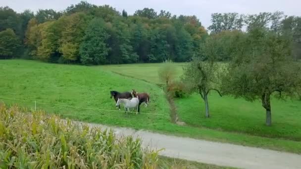 Quatre beaux chevaux de différentes couleurs sont dans la nature sur une prairie verte. Plan aérien .
