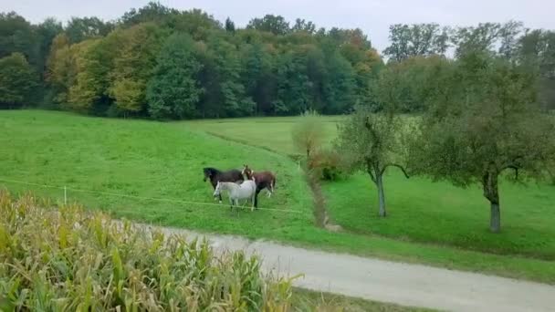 Cuatro Hermosos Caballos Diferentes Colores Están Naturaleza Prado Verde Disparo — Vídeos de Stock