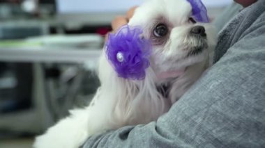 Bir adam mor yay ile beyaz bir köpek yavrusu yaşıyor onun kolları ve o yavaşça onu okşıyor.