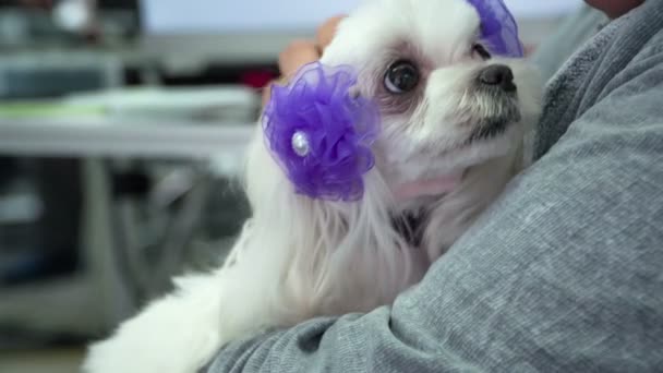 Een Man Heeft Een Witte Pup Met Paarse Bogen Zijn — Stockvideo