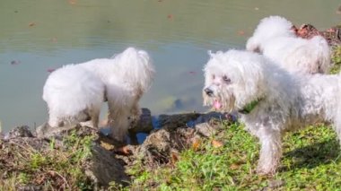 İki küçük beyaz köpek nehir kıyısındaki taşlarda, suya yakın bir şey arıyorlar..