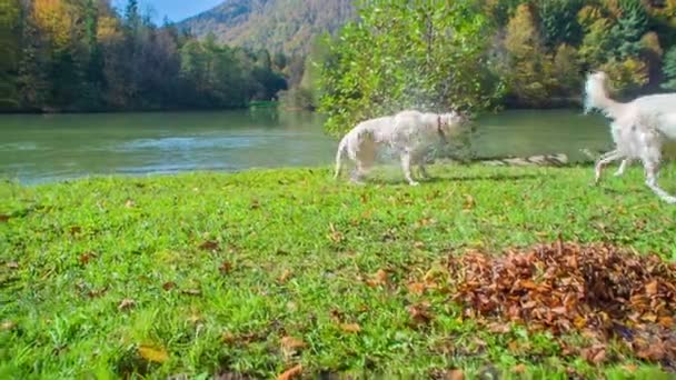 一只大白狗在湖里游泳后 正在摇身一水 — 图库视频影像
