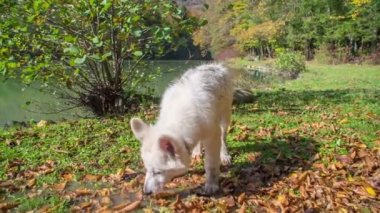 Beyaz bir köpek yaprakların üzerindeki suyu içiyor. Arka planda güzel bir göl var..