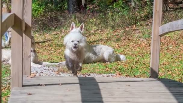 Pada Awalnya Seekor Anjing Putih Kecil Menyeberangi Jembatan Dan Kemudian — Stok Video