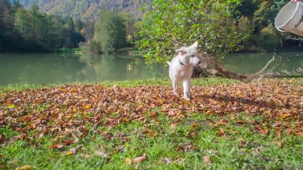 Κάποιος Ρίχνει Χώμα Ένα Φτωχό Λευκό Σκυλί Από Έναν Κουβά — Αρχείο Βίντεο