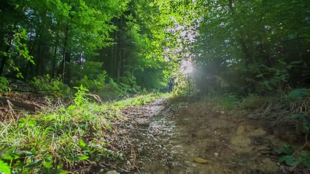 一个人正走向树林中间的神奇空地 一个出色的太阳耀斑使该地区像童话 — 图库视频影像