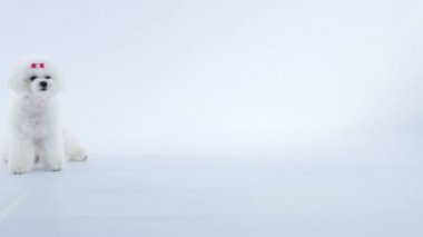 Pembe kurdeleli şirin bir köpek yavrusu yerde oturuyor..