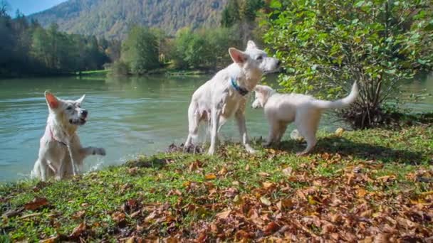 Chien Sort Bâton Eau Secoue Eau Autres Chiens Blancs Jouaient — Video