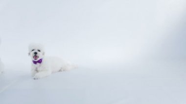 Mavi kolyeli bir köpek ve mor yayı olan bir köpek yerde birlikte oturuyor..