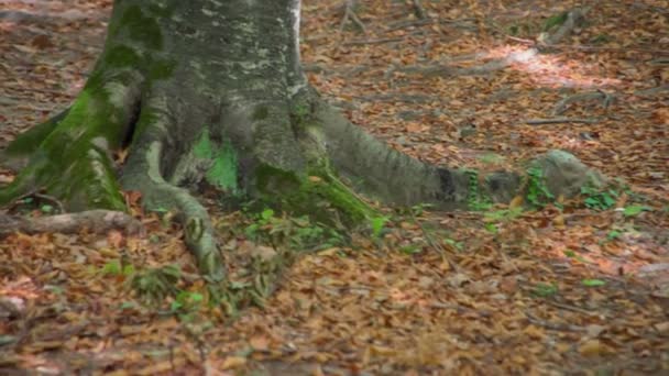 Záběry Krásného Lesa Začátku Podzimu — Stock video