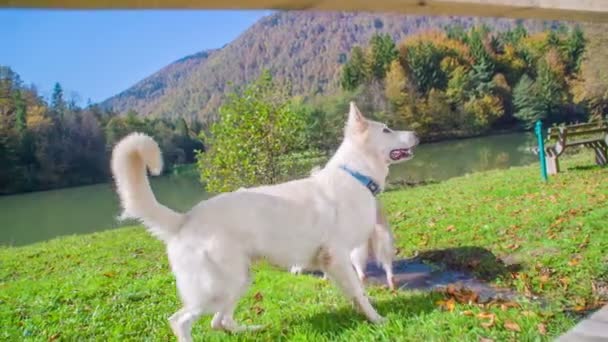 Gran Perro Blanco Está Saltando Sobre Charco Otro Perro Está — Vídeo de stock