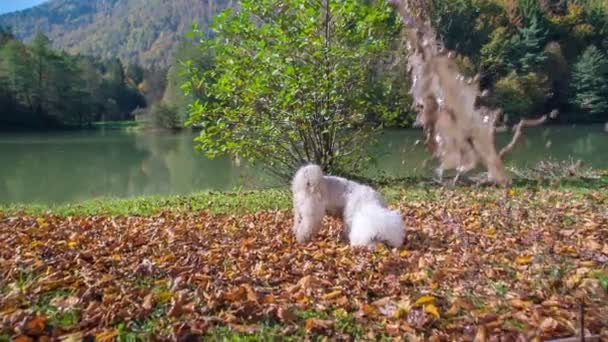 有人在给一只可爱的狗撒土 他在抖掉它 后面有一个美丽的湖 太阳在照耀着 — 图库视频影像