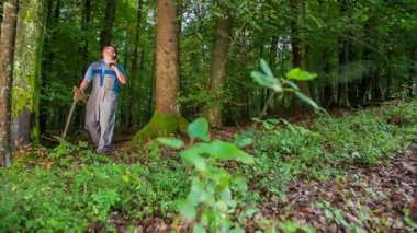 Yaşlı erkek Forester orman ve gezi şaşırtıcı Ladin Treetops arasında bir yürüyüşe gidiyor. O yol boyunca her adımda zevk.