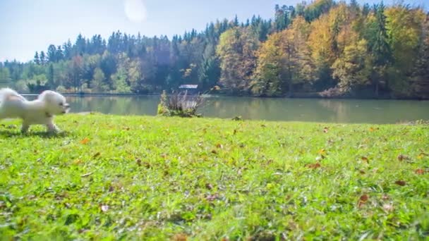 狗在美好的一天玩耍和在树叶上奔跑 背景中有一个湖 — 图库视频影像