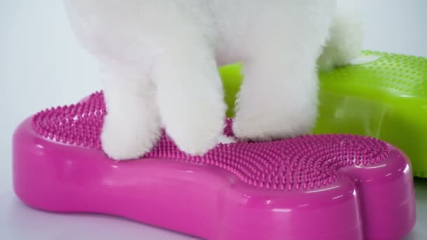 Cute White Puppy Standing His Front Feet Purple Object His — Stock Video