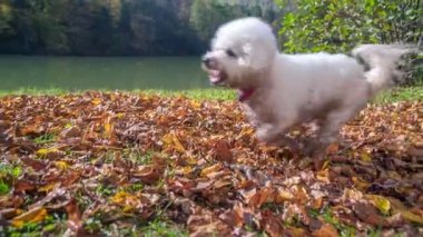 Köpekler oynuyor ve güzel bir günde yaprakların üzerinde koşuyor. Arka planda bir göl var..
