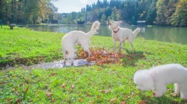 Bir köpek su birikintisinden su içiyor, diğeri sadece bir gölde yüzdü ve şimdi suyu sallıyor..