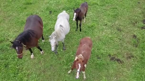 Quelques chevaux sont rassemblés sur une prairie verte. Plan aérien .