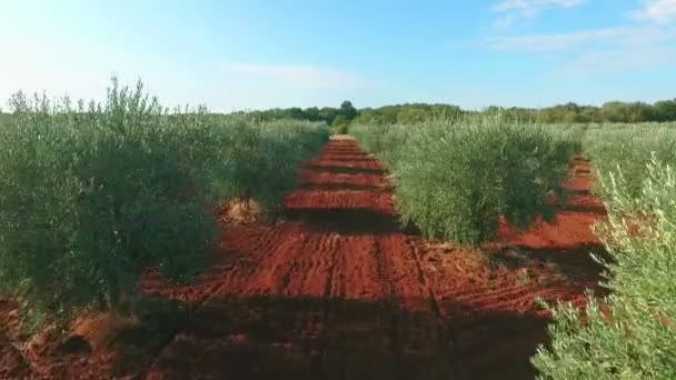 在克罗地亚农村地区路过的生物橄榄树 — 图库视频影像
