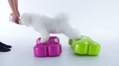 Beyaz bir köpek yavrusu mor ve yeşil nesnelerin üzerinde duruyor ve bir bayan ona biraz yiyecek veriyor..