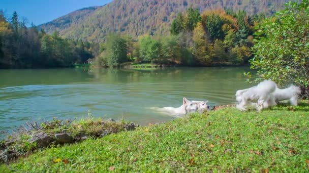 Dois Cães Saem Lago Depois Sacudem Água Está Belo Dia — Vídeo de Stock