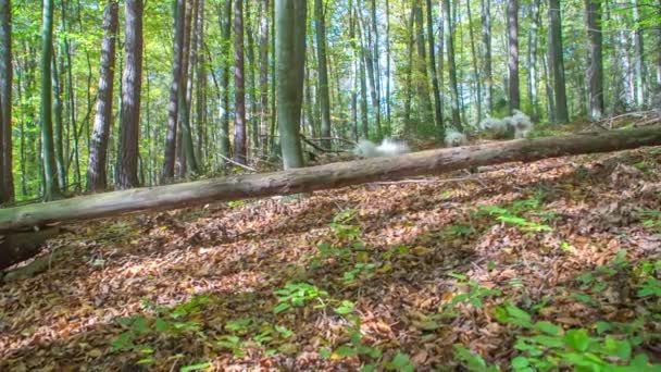 Kilka Białych Psów Biegnie Lesie Ziemi Leżą Liście — Wideo stockowe