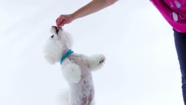 Кадры Очаровательной Белой Собаки Студии Белом Фоне — стоковое видео