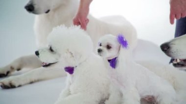 Sahibi köpeklere nereye oturmaları gerektiğini söylüyor. Bütün yavrular beyazdır ve çok sevimlidirler..