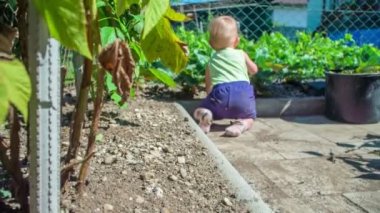 Güzel bir kız bebek organik bahçede dolaşır ve çilek yapraklarına dokunur..